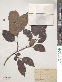 Diospyros virginiana image