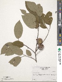 Diospyros virginiana image