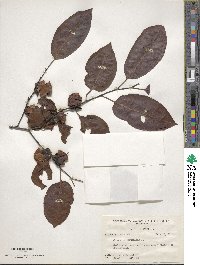 Diospyros virginiana image