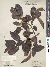 Diospyros virginiana image