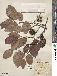 Diospyros virginiana image