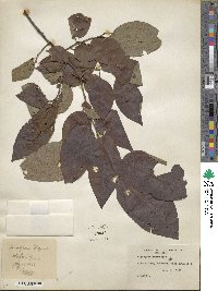 Diospyros virginiana image