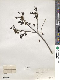 Diospyros virginiana image