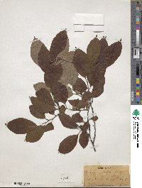 Diospyros virginiana image