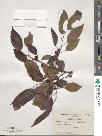 Diospyros virginiana image