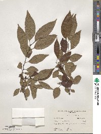 Diospyros virginiana image