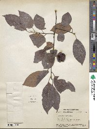 Diospyros virginiana image