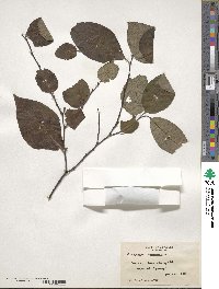 Diospyros virginiana image