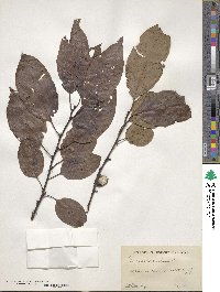 Diospyros virginiana image