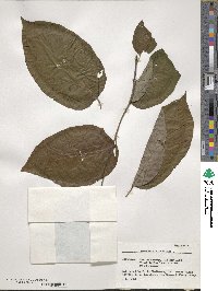 Diospyros virginiana image