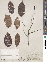 Diospyros virginiana image