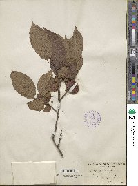 Diospyros virginiana image