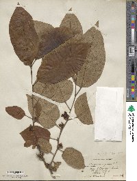 Diospyros virginiana image