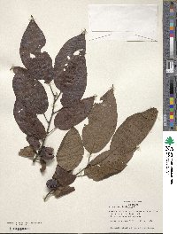 Diospyros virginiana image