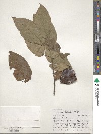 Diospyros virginiana image