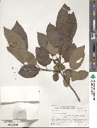 Diospyros virginiana image