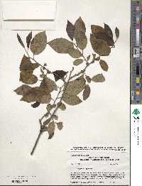 Diospyros virginiana image