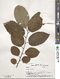 Diospyros virginiana image