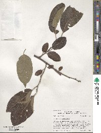 Diospyros virginiana image