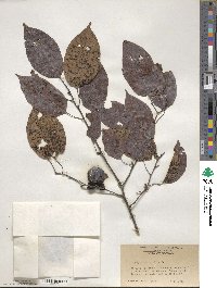 Diospyros virginiana image