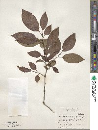 Diospyros virginiana image