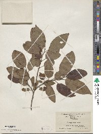 Diospyros virginiana image