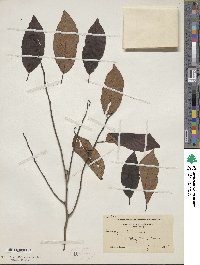 Diospyros virginiana image