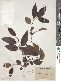 Diospyros virginiana image