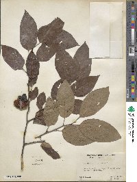 Diospyros virginiana image