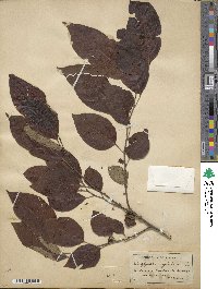 Diospyros virginiana image