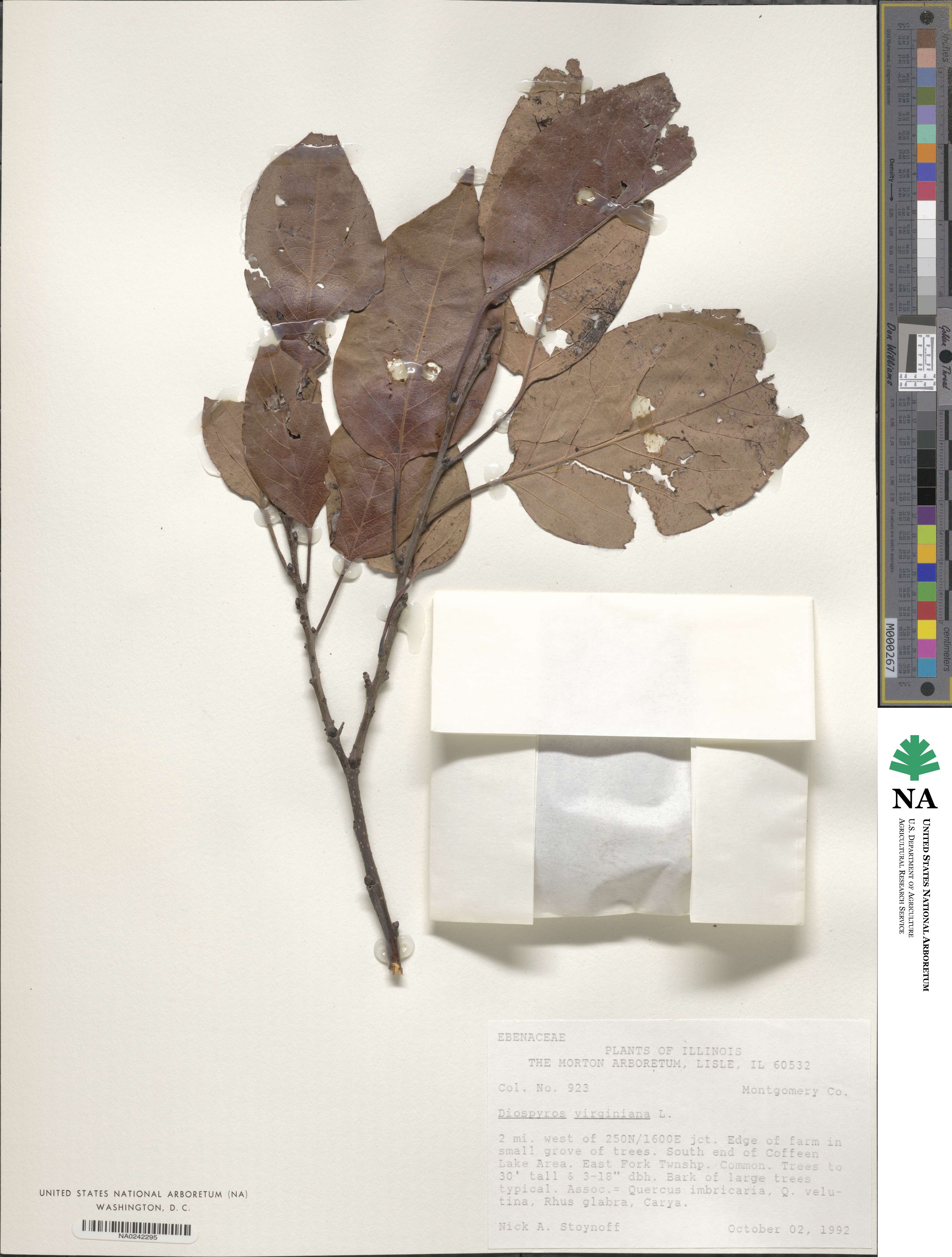 Diospyros virginiana image