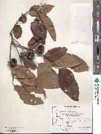 Diospyros virginiana image