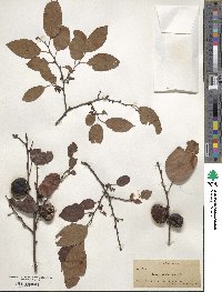 Diospyros virginiana image