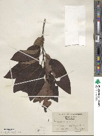 Diospyros virginiana image