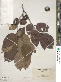 Diospyros virginiana image