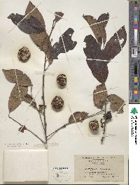 Diospyros virginiana image