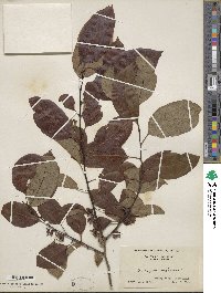 Diospyros virginiana image