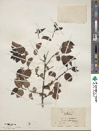 Diospyros virginiana image