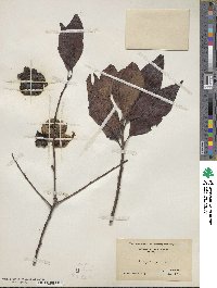 Diospyros virginiana image