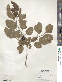 Diospyros virginiana image