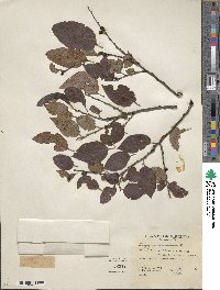 Diospyros virginiana image