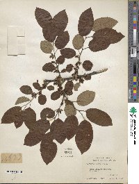 Diospyros virginiana image