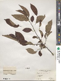 Diospyros virginiana image