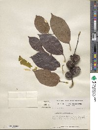 Diospyros virginiana image