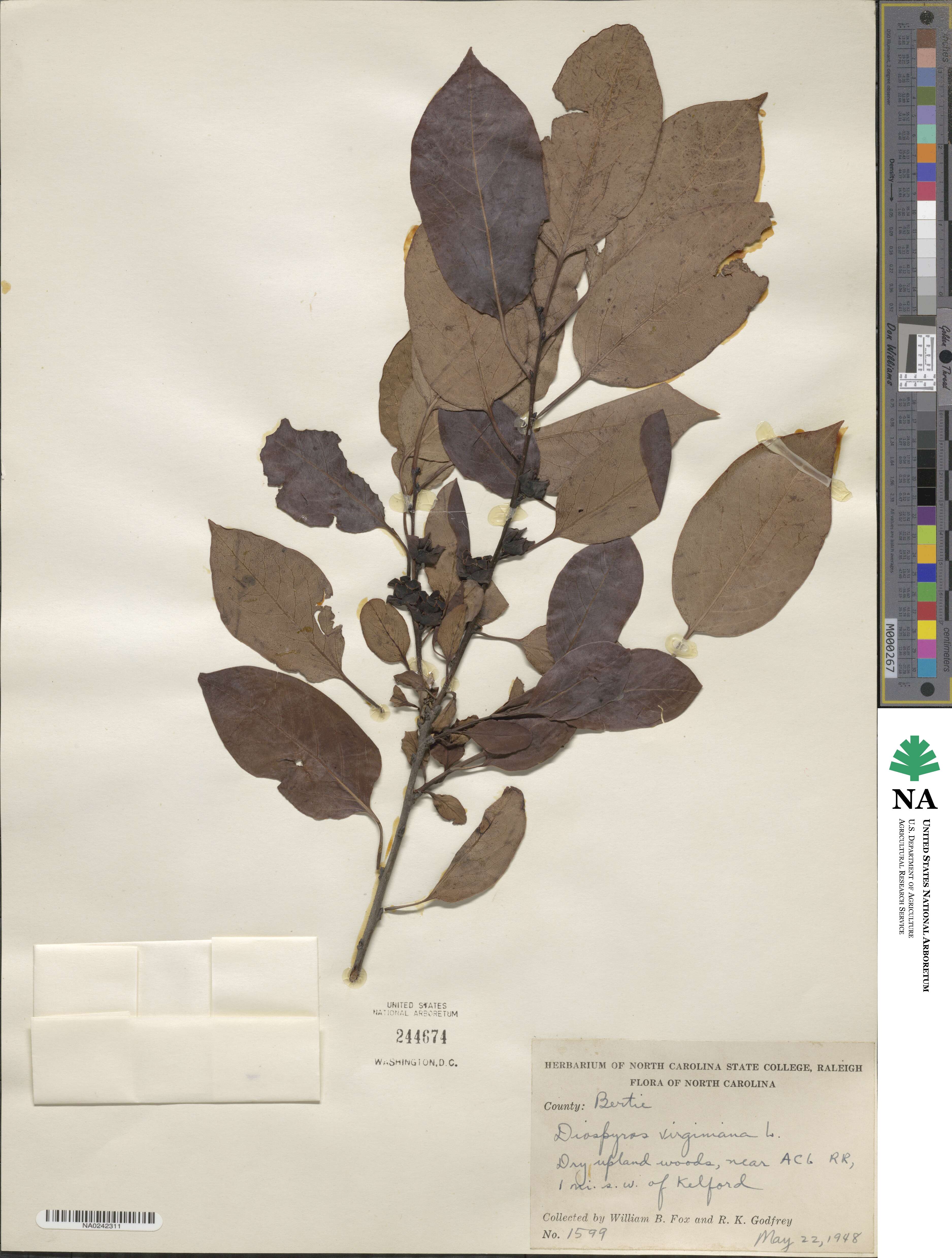 Diospyros virginiana image