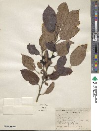 Diospyros virginiana image