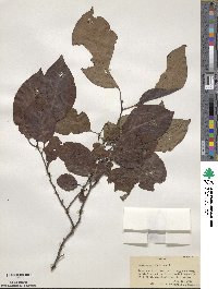 Diospyros virginiana image