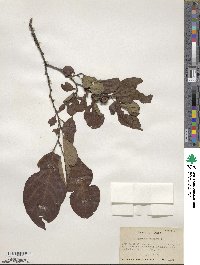 Diospyros virginiana image