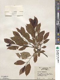 Diospyros virginiana image