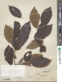 Diospyros virginiana image